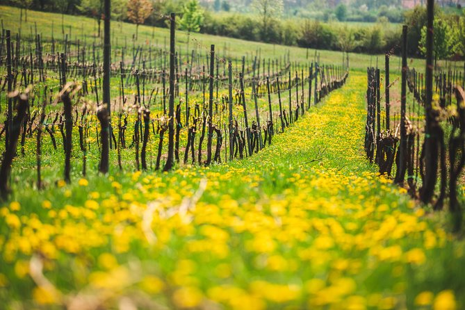 A delightful wine tasting in the scenic countryside with lunch - Vineyards, wine culture, and local stories