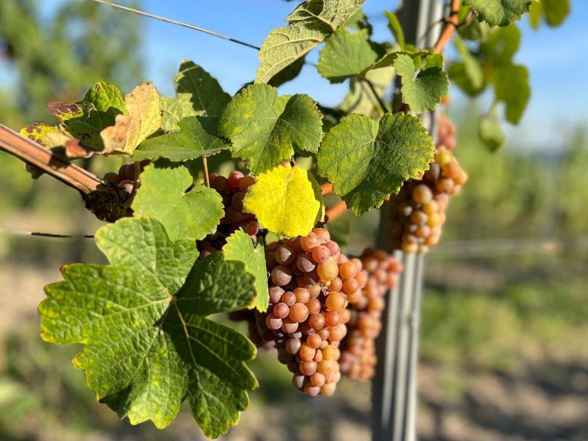 Czech Vineyards and Wine Tasting 4WD Tour with Lunch - Key points at a glance