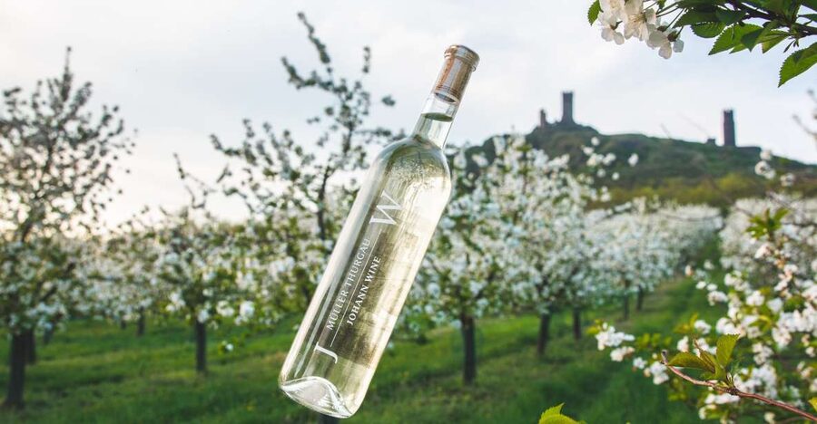 Czech Vineyards and Wine Tasting 4WD Tour with Lunch - A Czech wine tradition dating to 1057