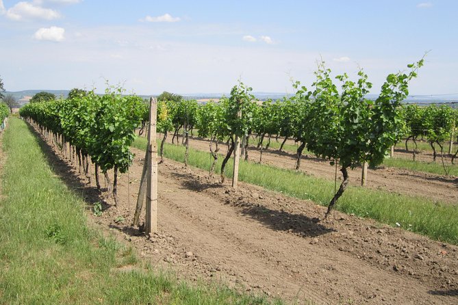 Moravian wine trails - Who should book this day?