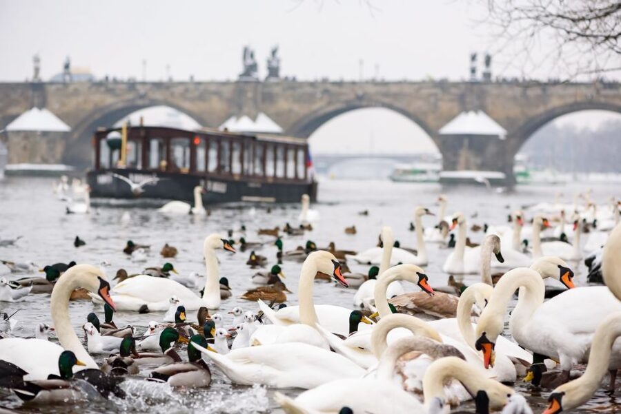 Prague: 1.5-Hour River Boat Cruise and Guided Tour - A guided walk through Lesser Town and Kampa Island