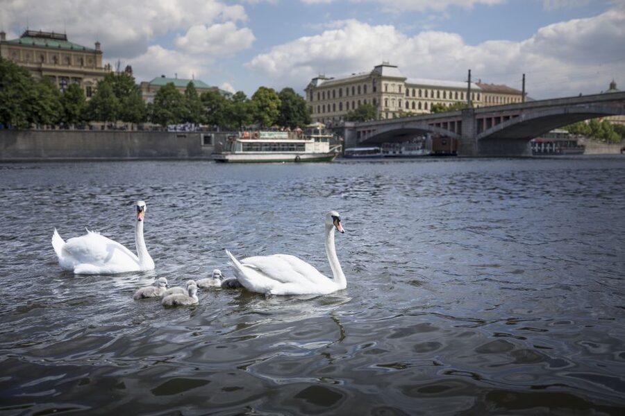 Prague: 3–Hour Castle Grounds Walking Tour and River Cruise - How the guide affects the experience