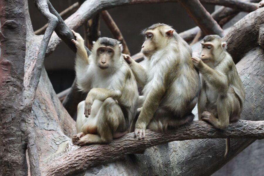 Prague: Boat Ride to the Zoo and Admission Ticket - Hills, views, food, and family space