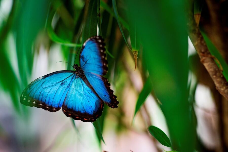 Prague: Papilonia Butterfly House - Why the artificial environment matters