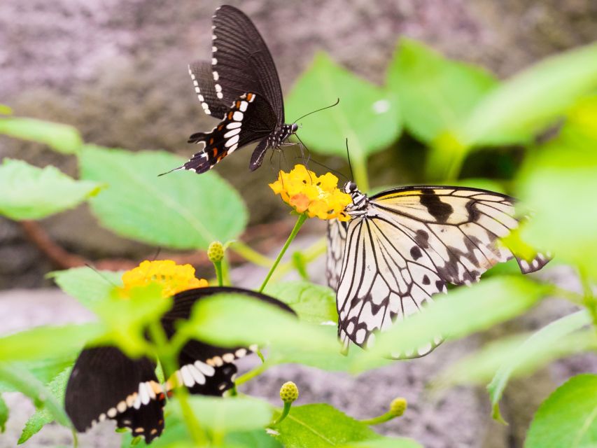 Prague: Papilonia Butterfly House - How much time should you allow?
