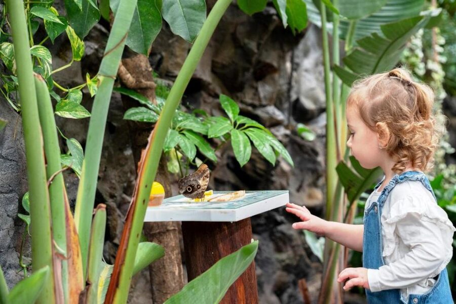 Prague: Papilonia Butterfly House - Photography without glass between you and the subject