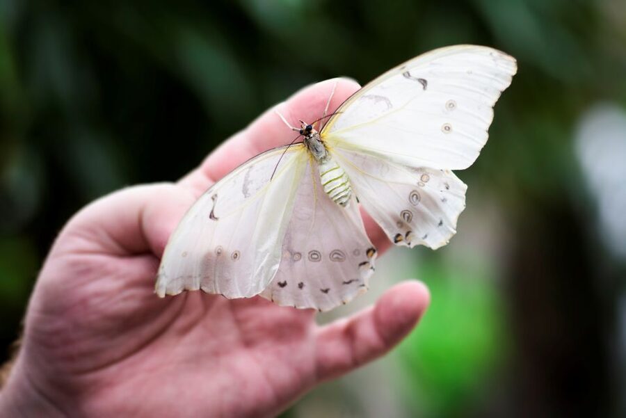 Prague: Papilonia Butterfly House - Family appeal, with one important rule