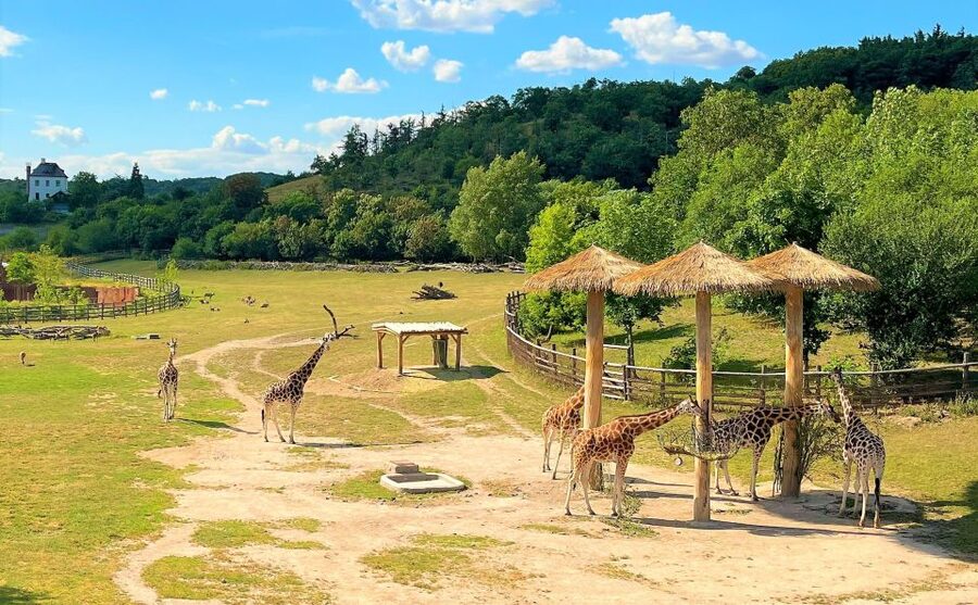 Prague: Prague Zoo Audio Guide with E-Ticket - Exploring the pavilions and animal areas