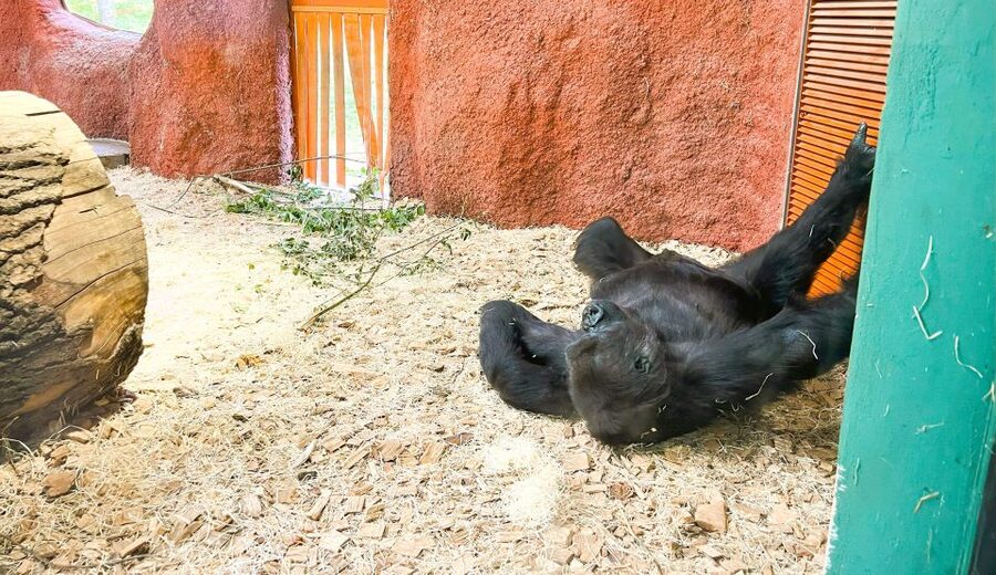 Prague: Prague Zoo Audio Guide with E-Ticket - Who should book this Prague Zoo experience?