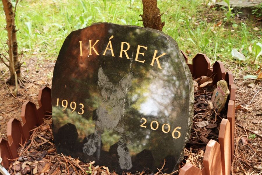 Prague: Psychiatric Hospital and Abandoned Cemetery Tour - The cemetery promenade and its lost residents
