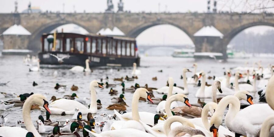 Prague: River Cruise, Charles Bridge Museum, & Walking Tour - Why this short Prague tour works