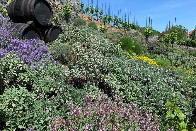 Prague´s Hidden Vineyards Private Tour - Grebovka Park begins the afternoon quietly