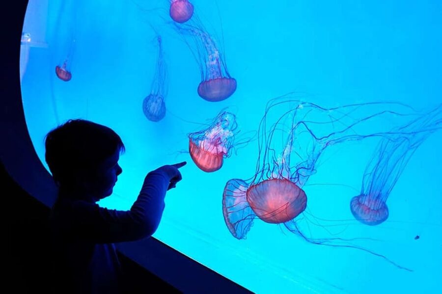 Prague: The World Of Jellyfish Entry Ticket w/ Drink - Finding the World of Jellyfish at Arkady Pankrac