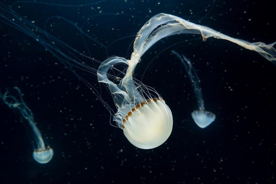Prague: The World Of Jellyfish Entry Ticket w/ Drink - Video Mapping Turns the Visit Into a Show