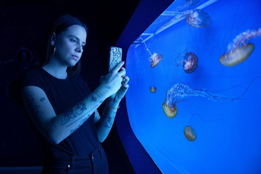 Prague: The World Of Jellyfish Entry Ticket w/ Drink - Is $16 a Fair Price?