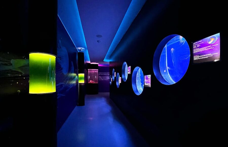 Prague: The World Of Jellyfish Entry Ticket w/ Drink - Booking, Timing, and Practical Details