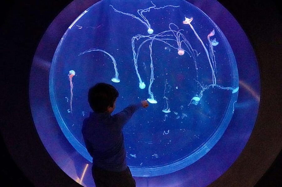 Prague: The World Of Jellyfish Entry Ticket w/ Drink - Thirty-Eight Aquariums and More Than Thirty Species
