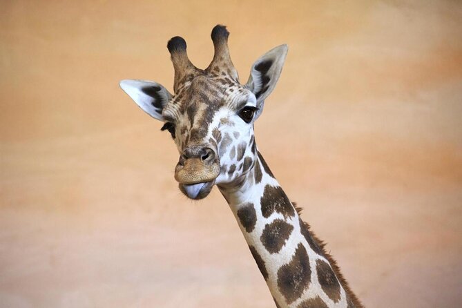 Prague Zoo Admission Ticket including Round Trip Transfer - Key points to know before booking