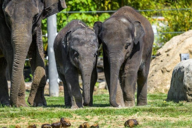 Prague Zoo Admission Ticket including Round Trip Transfer - The 9:00 a.m. pickup and private ride