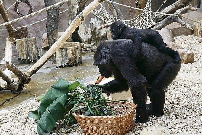 Prague Zoo Admission Ticket including Round Trip Transfer - Why the independent format works