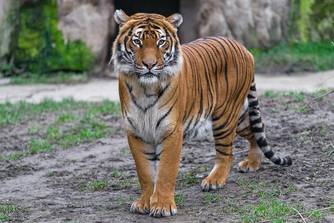 Prague Zoo Admission Ticket including Round Trip Transfer - Entering the zoo and planning your six hours