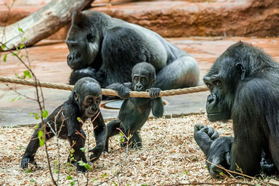 Prague Zoo: Skip-the-Line Entry Ticket - A Route Through Elephants, Giraffes, and Big Cats