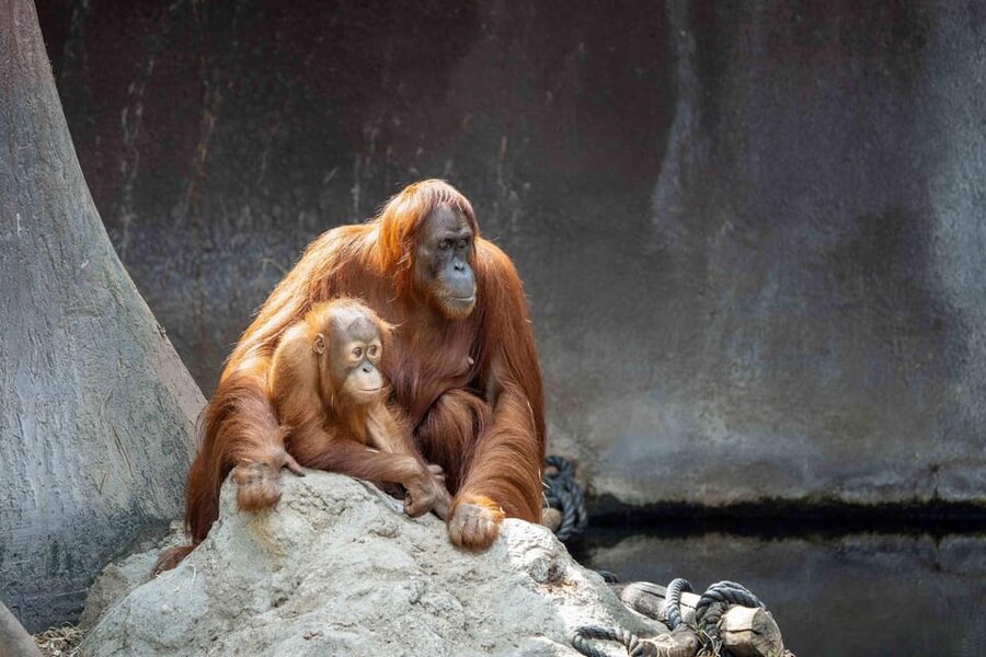 Prague Zoo: Skip-the-Line Entry Ticket - How Much Walking Should You Expect?