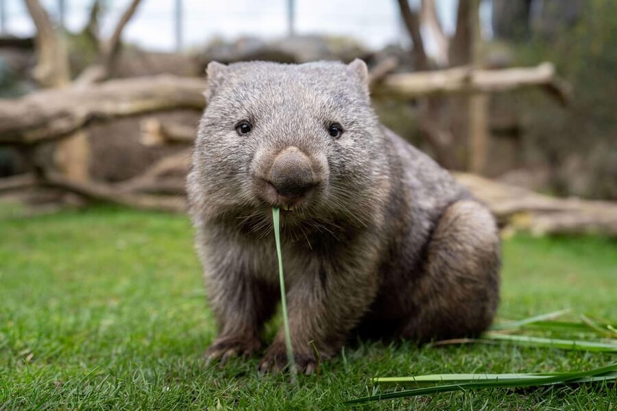 Prague Zoo: Skip-the-Line Entry Ticket - Who Will Enjoy This Ticket Most?